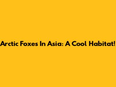 Arctic Foxes In Asia: A Cool Habitat!