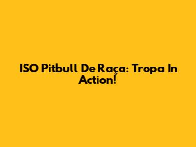 ISO Pitbull De Raça: Tropa In Action!