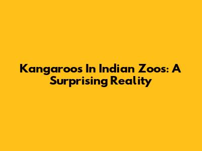 Kangaroos In Indian Zoos: A Surprising Reality
