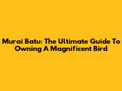 Murai Batu: The Ultimate Guide To Owning A Magnificent Bird