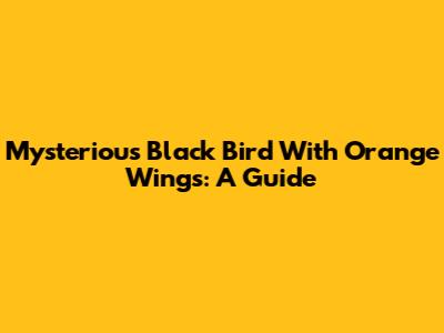 Mysterious Black Bird With Orange Wings: A Guide