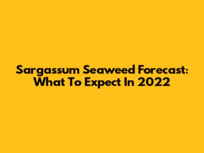 Sargassum Seaweed Forecast: What To Expect In 2022