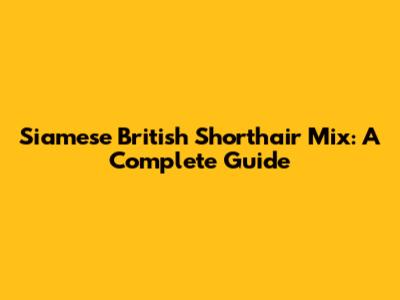 Siamese British Shorthair Mix: A Complete Guide