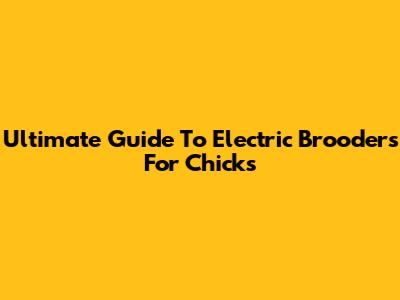 Ultimate Guide To Electric Brooders For Chicks